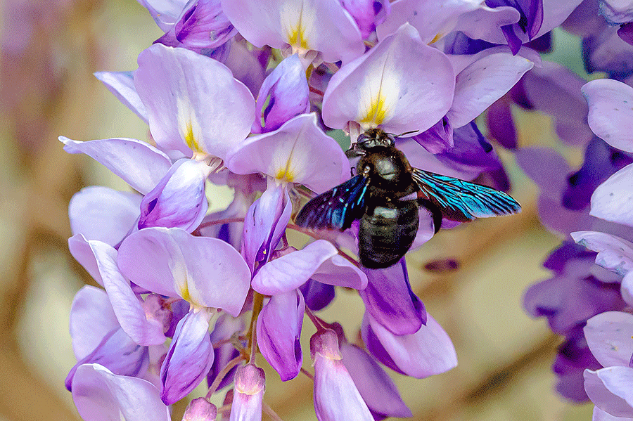 Hochsommer im Frühling: Holzbiene auf Nektarsuche in unserem Blauregen - Foto JoSt © 2024